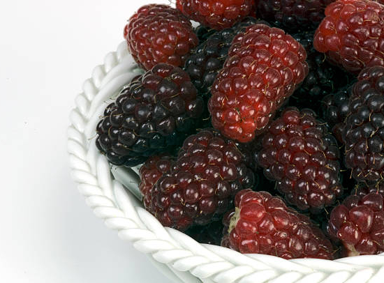 Mûre 'Medana tayberry'
