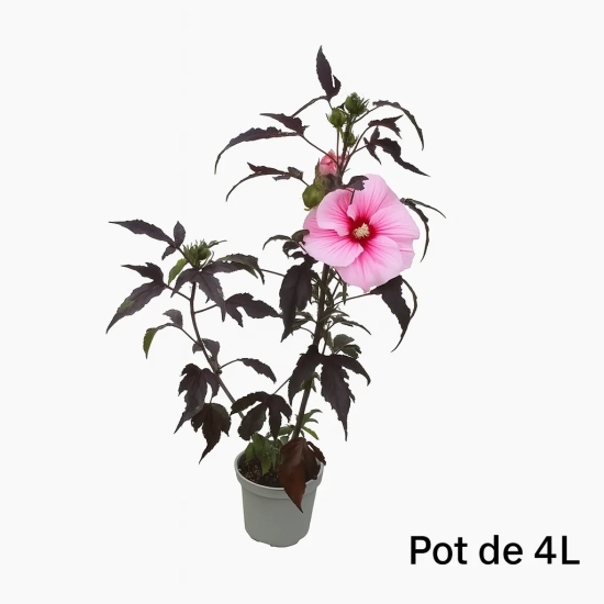 Hibiscus des marais 'Pink candy'