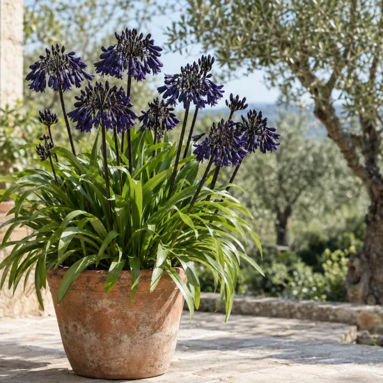Agapanthe 'Magic' (Agapanthus) — touffe de longues feuilles vertes et hampes fleuries · Photo d'illustration
