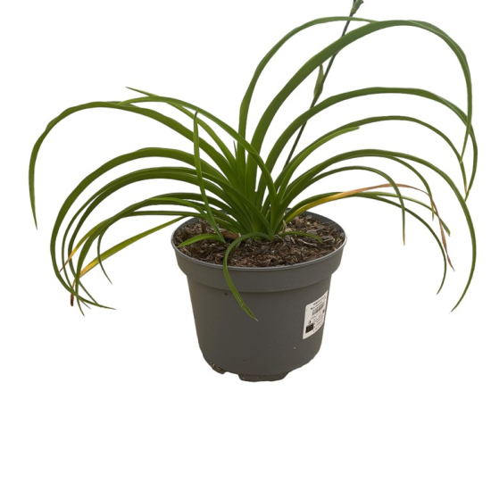 hémérocalle pourpre