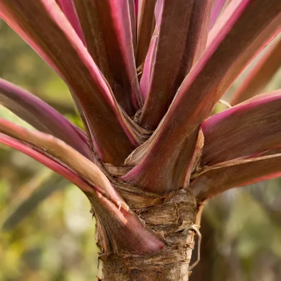 Cordyline australe 'Pacific sunrise' (Cordyline australis) — gros plan de tiges et pétioles colorés · Photo d'illustration