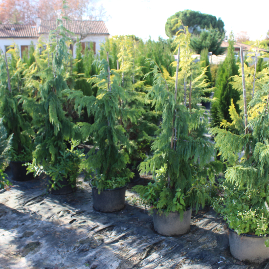 Cyprès de nootka pleureur 'Pendula'