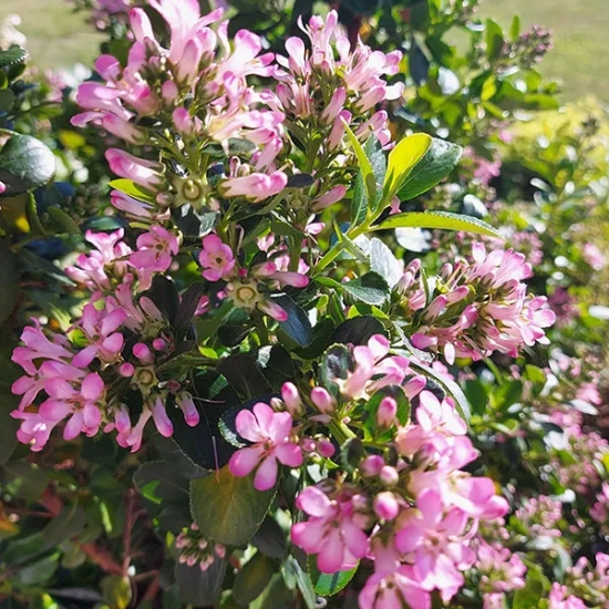 Escallonia 'Pink elle'