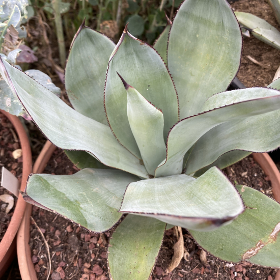 Agave  celsii nova