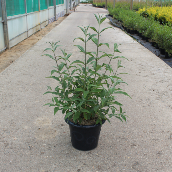Arbre aux papillons 'delight rose'