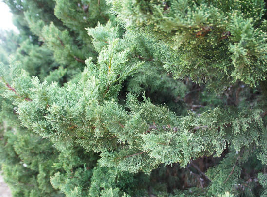 Genévrier de Pfitzer 'glauca'