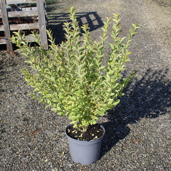 Troène doré de californie 'Aureum'