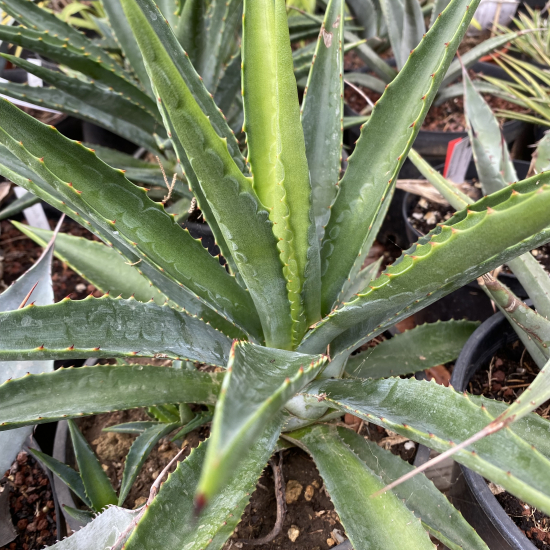 Agave  decipiens