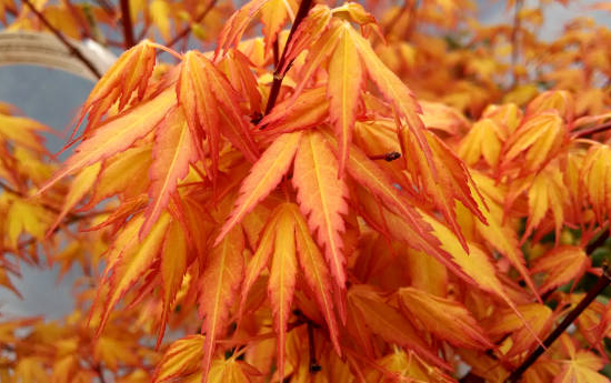 Érable du japon 'Katsura'
