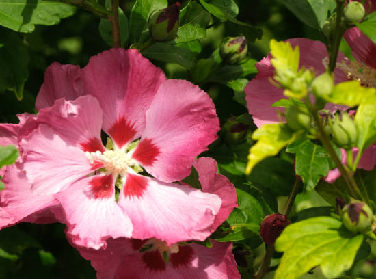 Althéa 'Woodbridge rge clair'