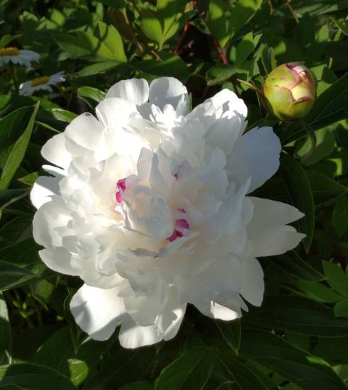 Pivoine 'Noemie demay blanc