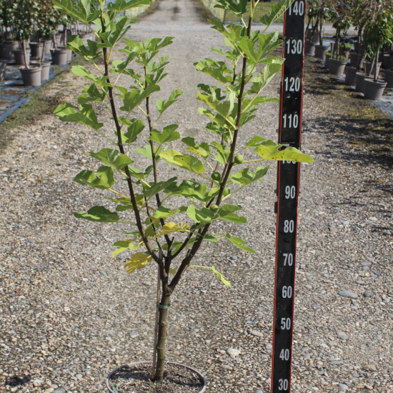Figuier 'Sultane'