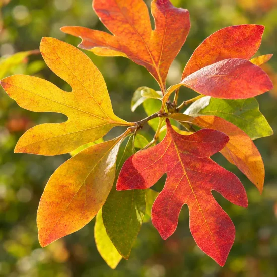 Laurier des iroquois (Sassafras albidum) — rameau avec feuilles lobées aux teintes automnales · Photo d'illustration