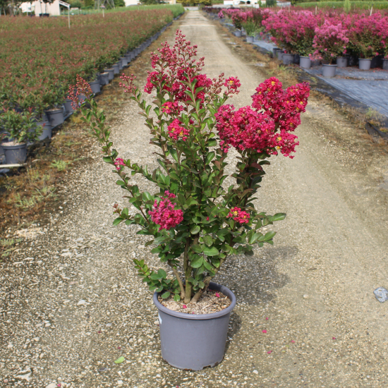 Lilas des indes 'Margaux'