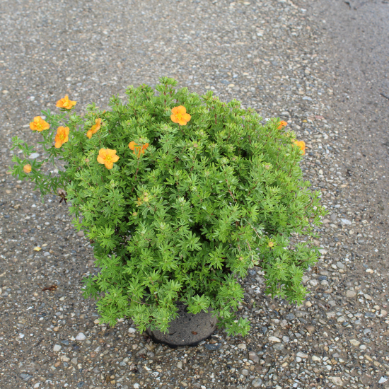 Potentille 'Double punch tango'