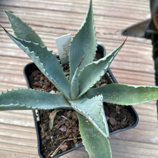 Agave à feuilles ovales