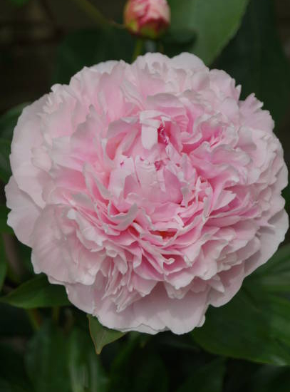 Pivoine 'Catharina fontyn rose tendre'
