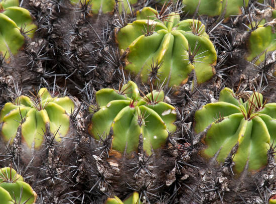 Ferocactus 'robustus'