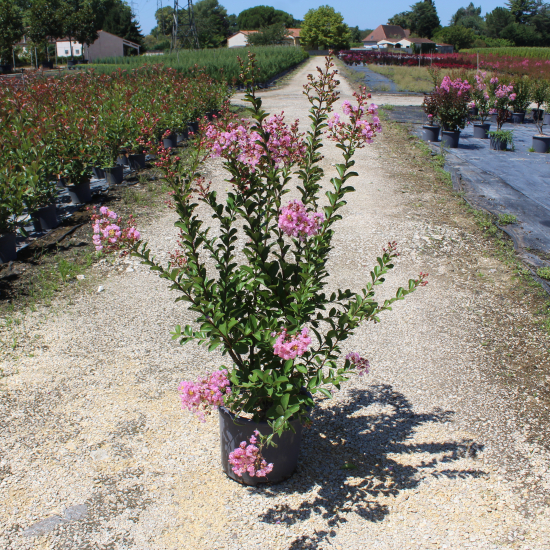 Lilas des indes 'Soir d ete'