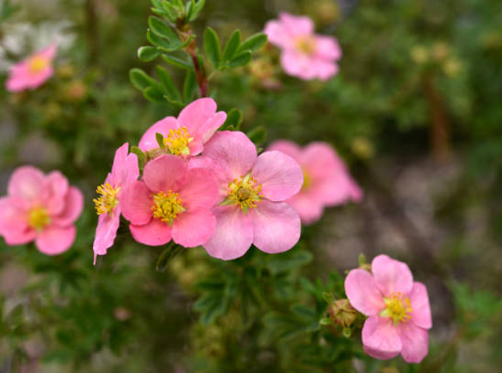 Potentille 'Lovely pink'