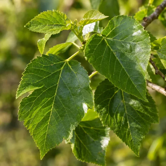 Mûrier à fruit rouge 'Illinois everbearing' (Morus) — gros plan sur feuilles vertes dentées · Photo d'illustration
