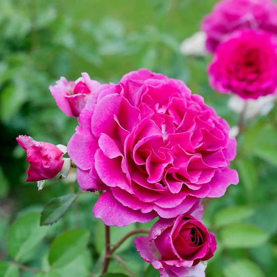 Rosier 'Purple voluptia'