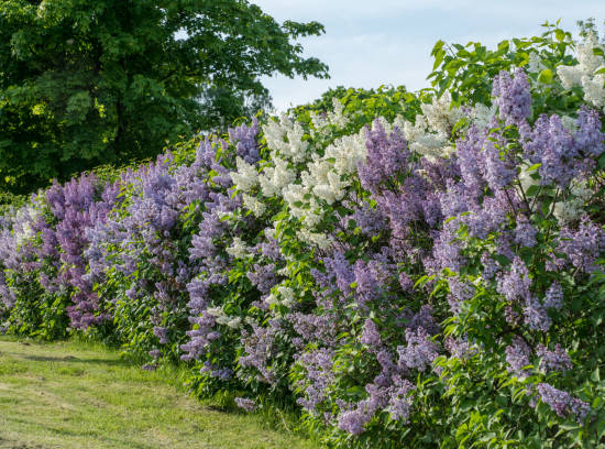 Lilas Français