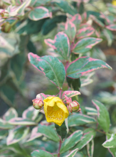 Millepertuis 'Tricolor'