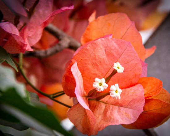 Bougainvillée glabra trep. 'salmon'
