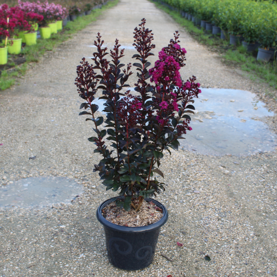 Lilas des indes 'Rhapsody in blue'