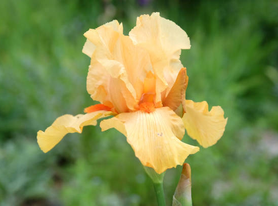 Iris d'allemagne 'Ma pomme orange'