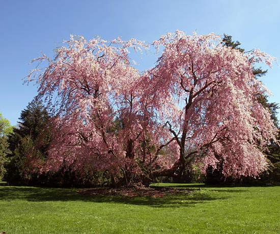 Cerisier à fleurs 'Pendula'