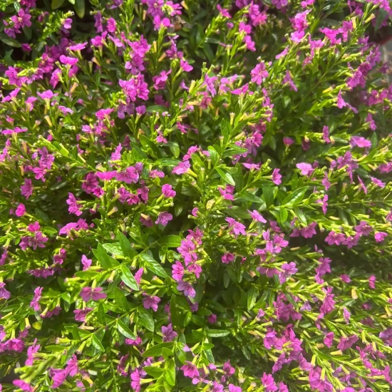 Cuphea 'Rubra'