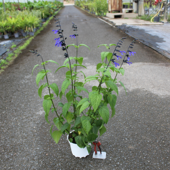 Sauge guarani 'Black and bloom'