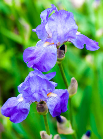 Iris nain 'Katty petts bleu'