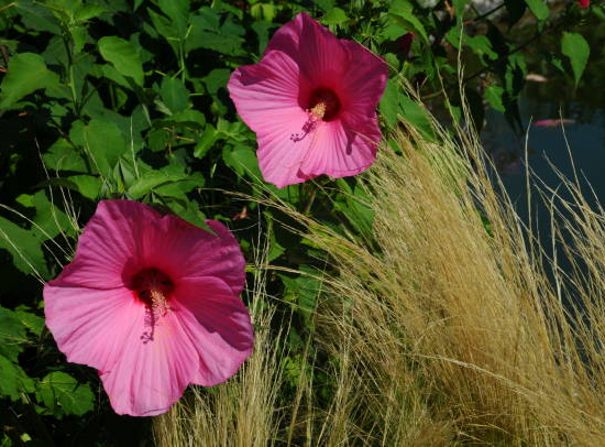 Hibiscus des marais 'Pink passion'
