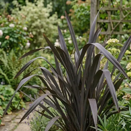 Lin de nouvelle-zélande 'Black velvet' (Phormium pai) — touffe de longues feuilles sombres au jardin