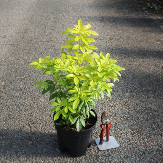 Oranger du mexique 'Sundance brica'