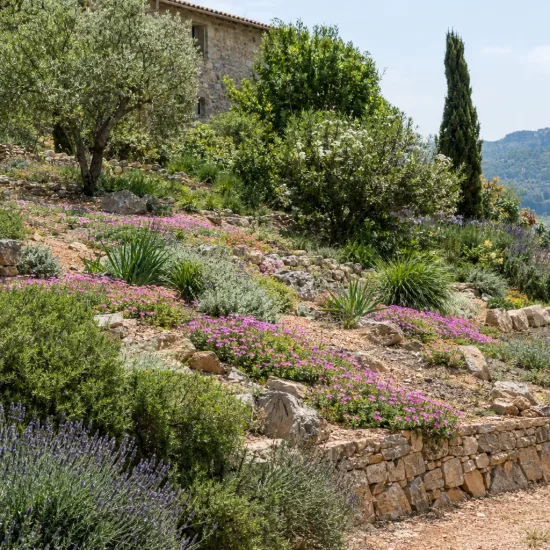 Pourpier vivace 'Dream' (Delosperma) — massif de petites fleurs roses tapissantes sur talus · Photo d'illustration