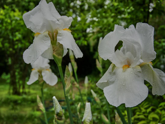 Iris d'allemagne 'Reine des neiges blanc'