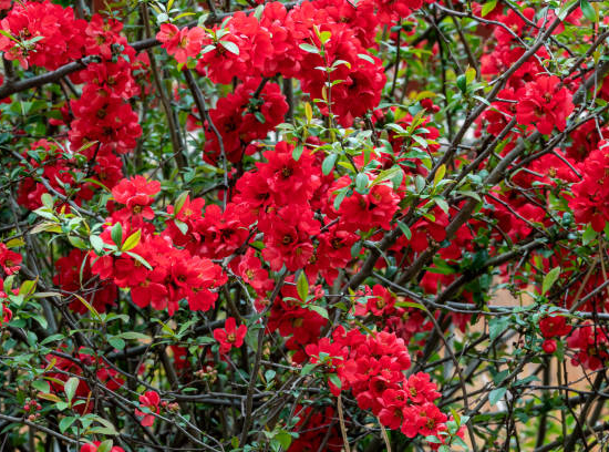 Cognassier à fleurs 'Rubra'