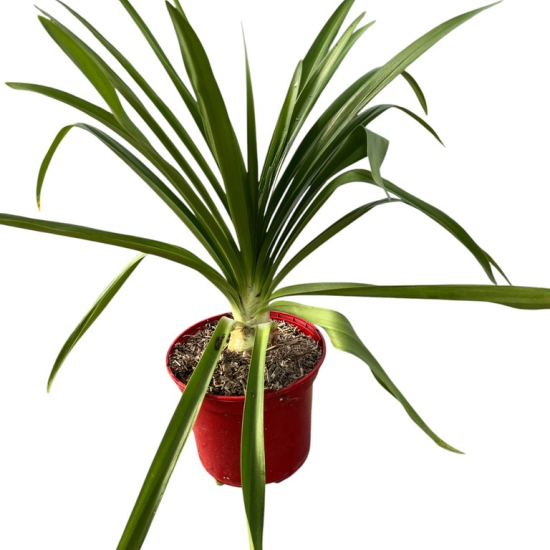 Agapanthe 'Enigma'