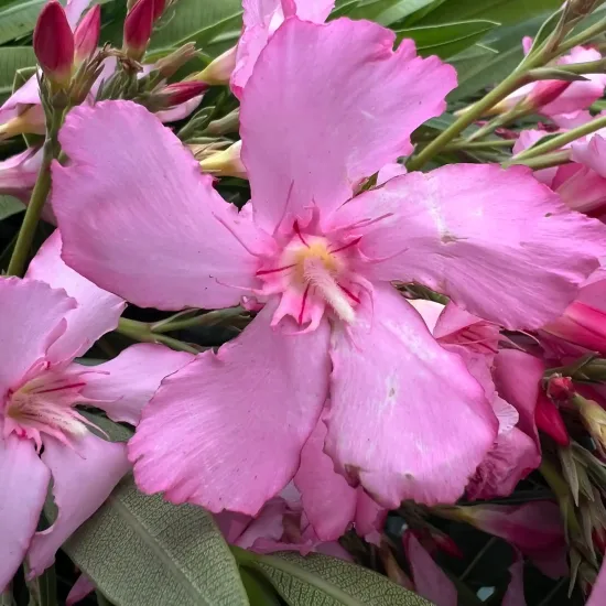 laurier rose 'Lisa' (Nerium oleander)