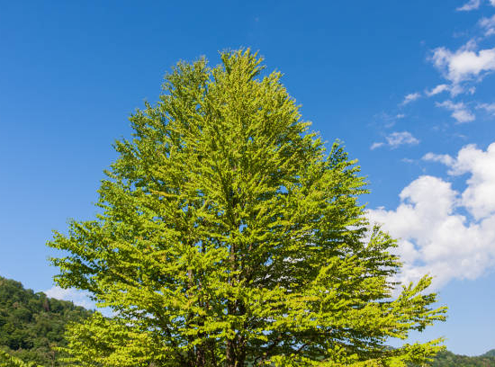 Orme résistant 'Sapporo gold '