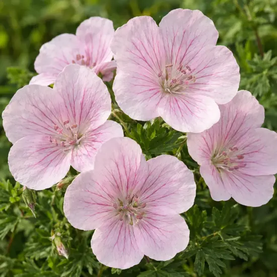 Géranium sanguin 'Pink pouffe' (Geranium sanguineum) — gros plan de fleurs rose pâle veinées
