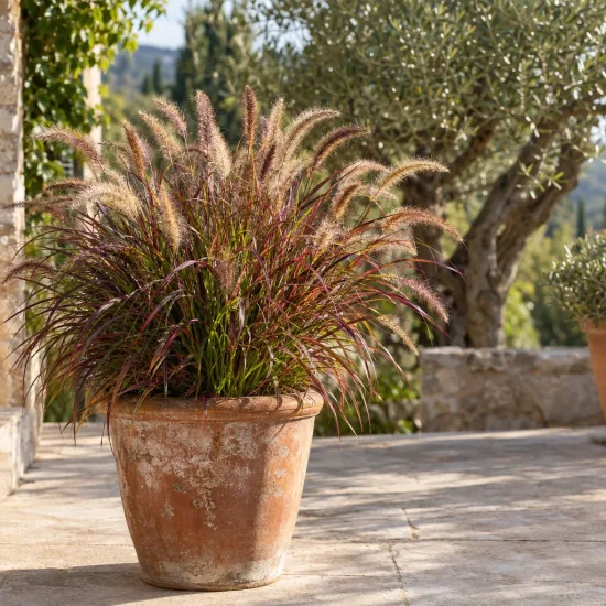 Herbe aux écouvillons 'Simonette' (Pennisetum) — touffe dense de graminée en pot terre cuite · Photo d'illustration
