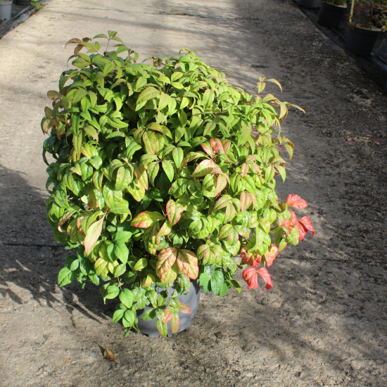 Bambou sacré Fire Power