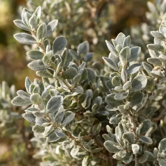 Sauge du désert 'Laredo' (Leucophyllum frutescens) — gros plan sur feuillage dense gris argenté