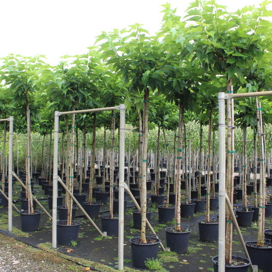 Mûrier platane 'Bombycis'