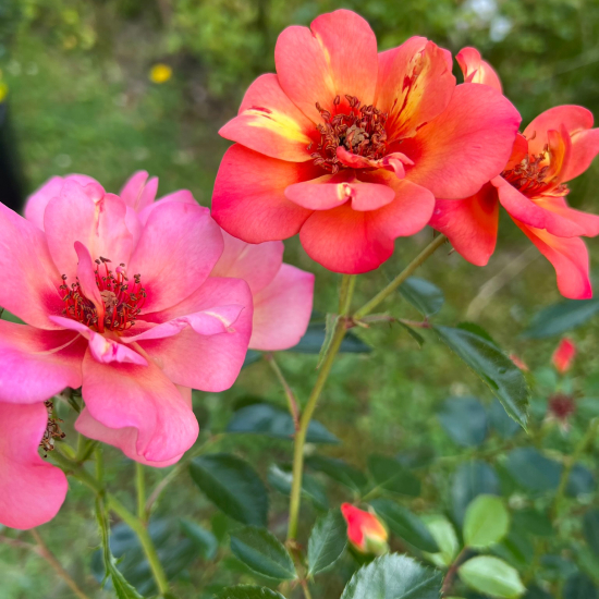 Rosier 'Baia '